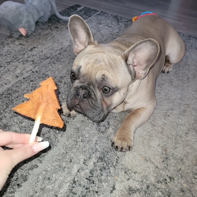 Rocky pup bij Engel Pups